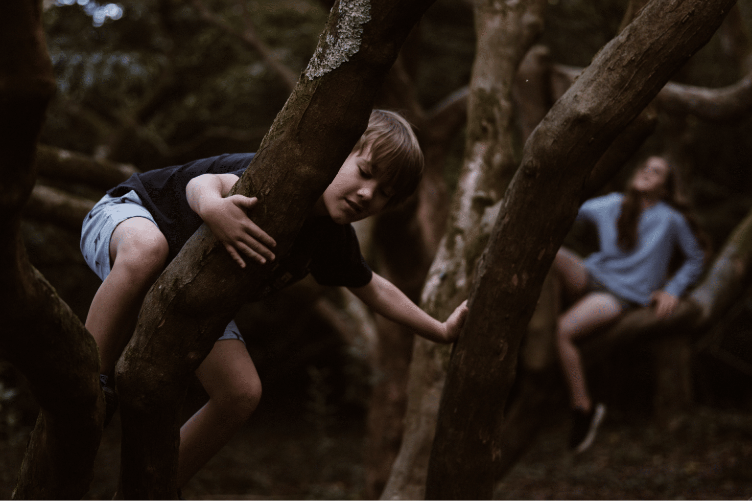 kids climbing a tree