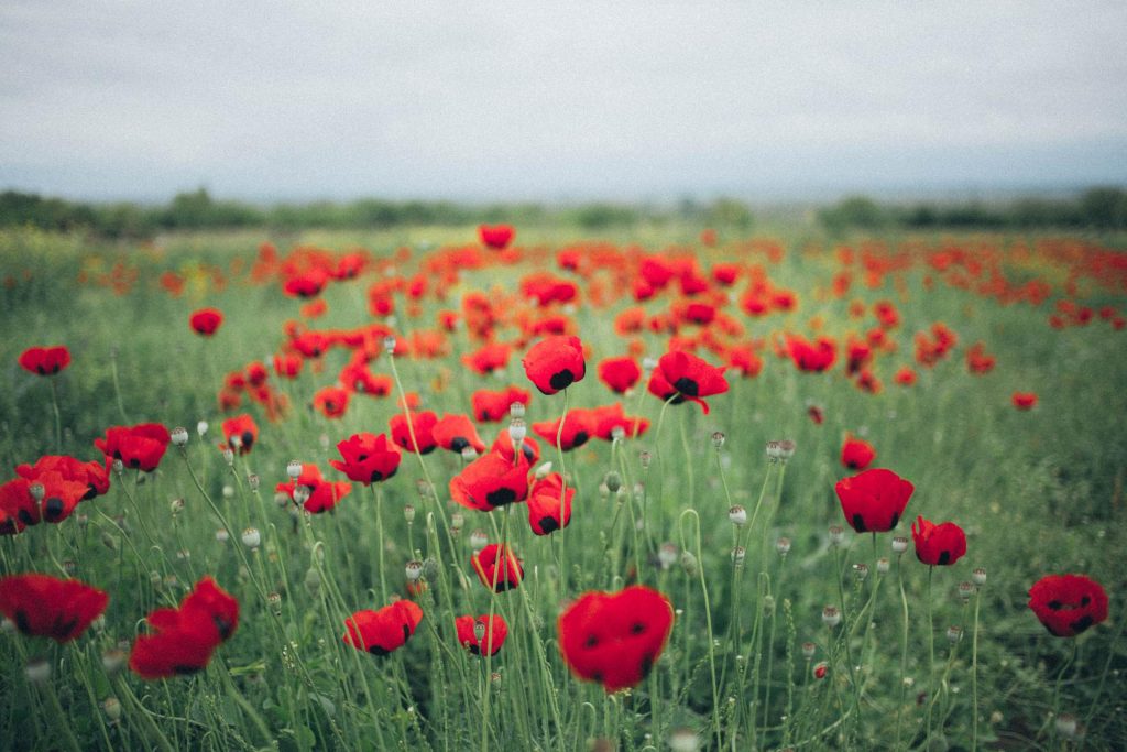 Field of red poppies