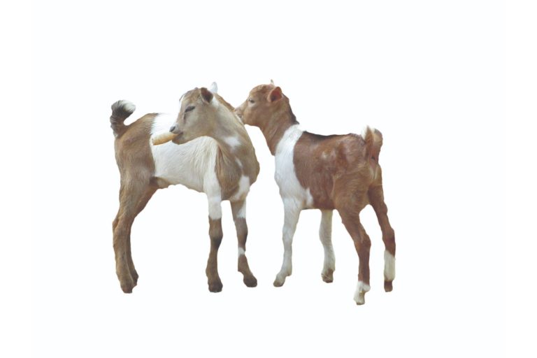 Pwrdf World Of Gifts - Parents Canada