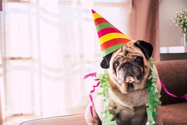 a dog wearing a party hat