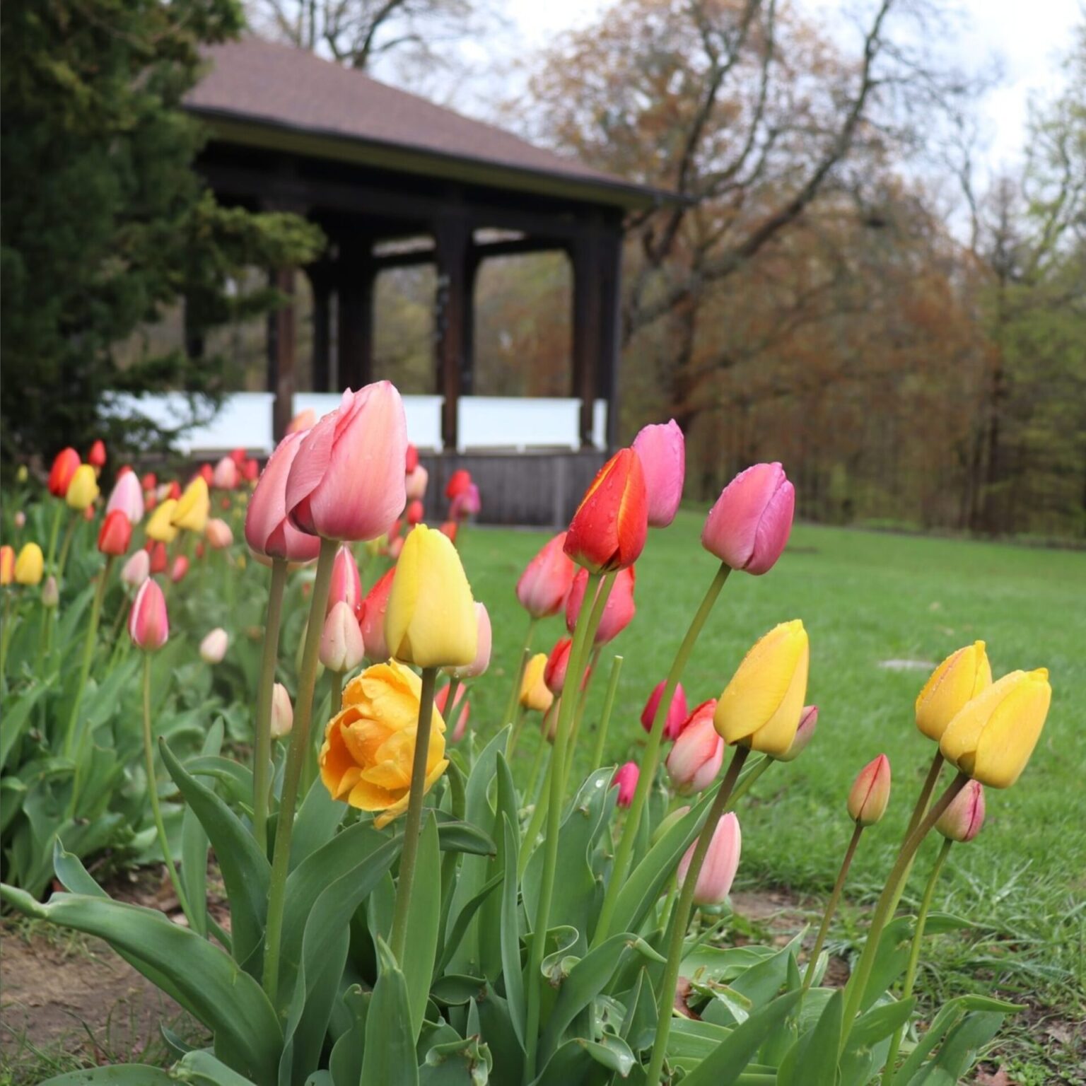 Pink, yellow and red tulips at High Park Nature Centre - a favourite hidden gem in Toronto